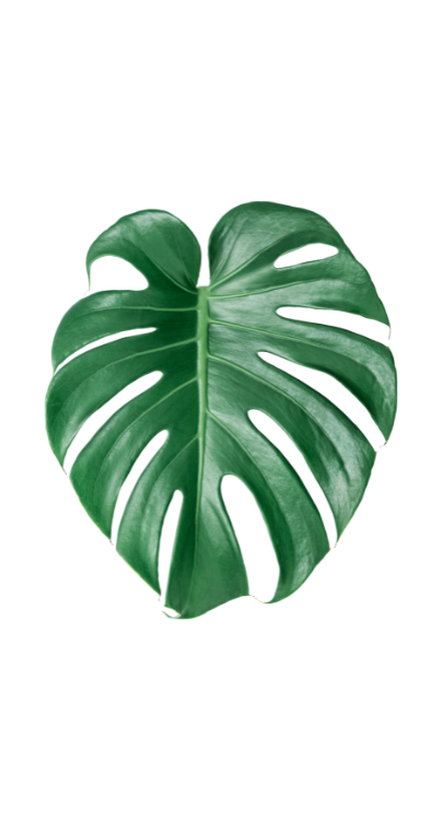 feuille de monstera